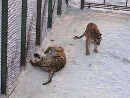 China Siberian Tiger Park 